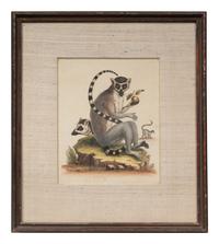 A Group of Six Continental Engravings Depicting Primates (Second Half 19th Century)