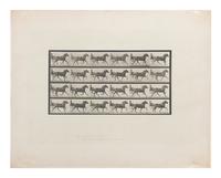 15 Plates from Animal Locomotion , 1887