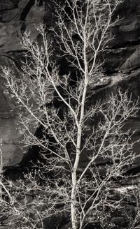 Brett Weston (1911-1993) Untitled (Rock and Tree, Glen Canyon), 1975