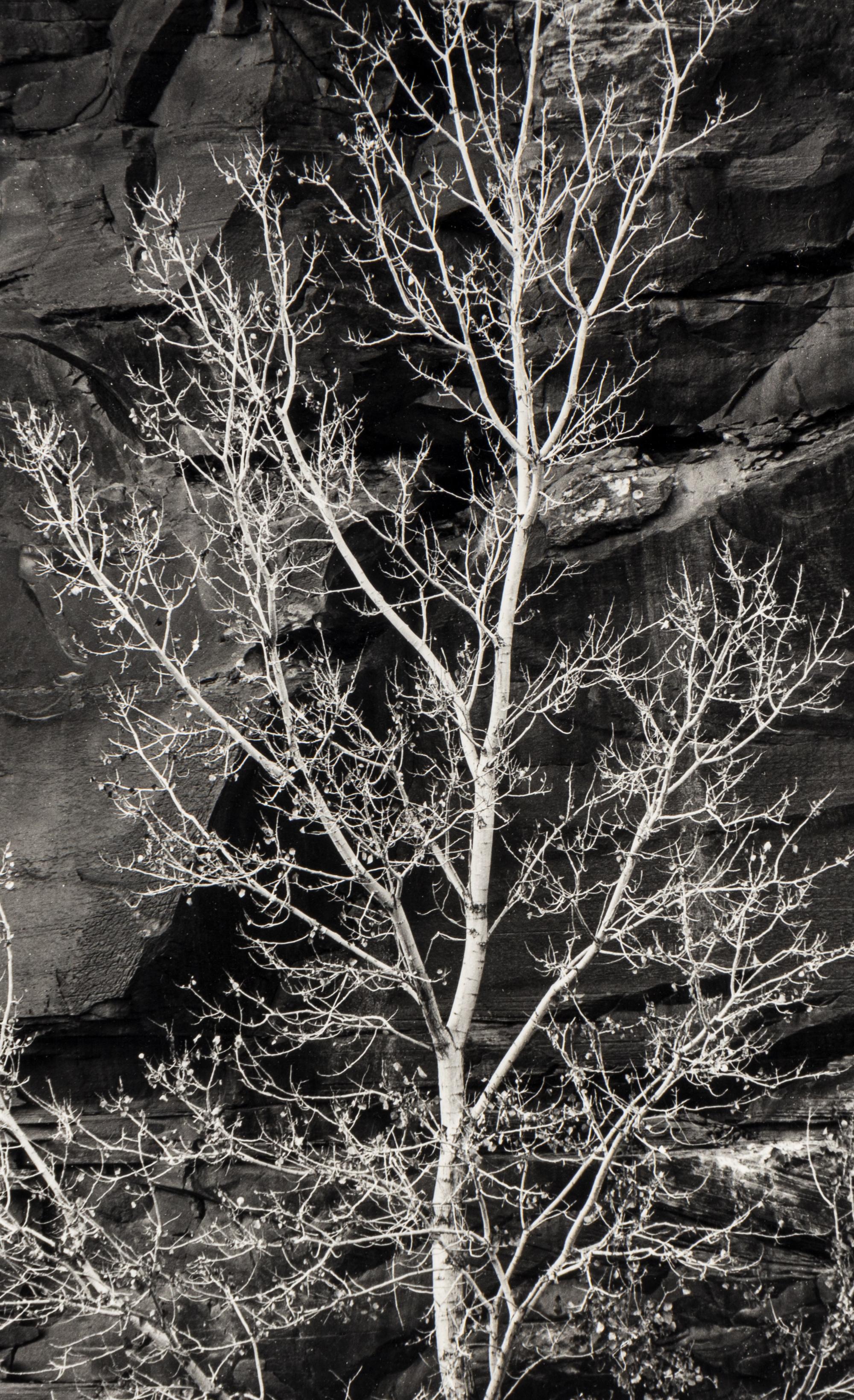 Brett Weston (1911-1993) Untitled (Rock and Tree, Glen Canyon), 1975
