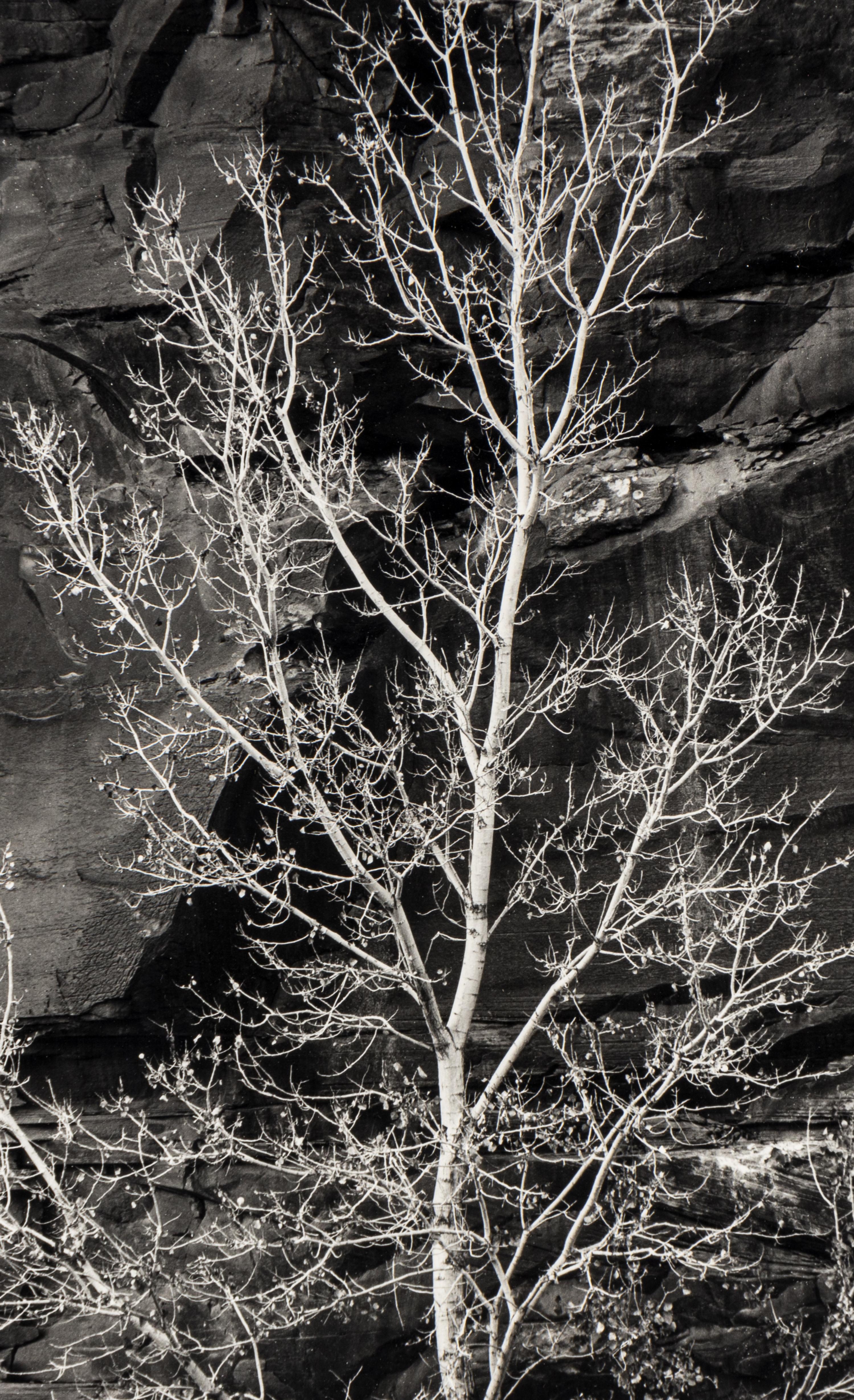 Brett Weston (1911-1993) Untitled (Rock and Tree, Glen Canyon), 1975