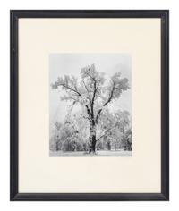 Ansel Adams (1902-1984) Oak Tree, Snow Storm, Yosemite, 1948