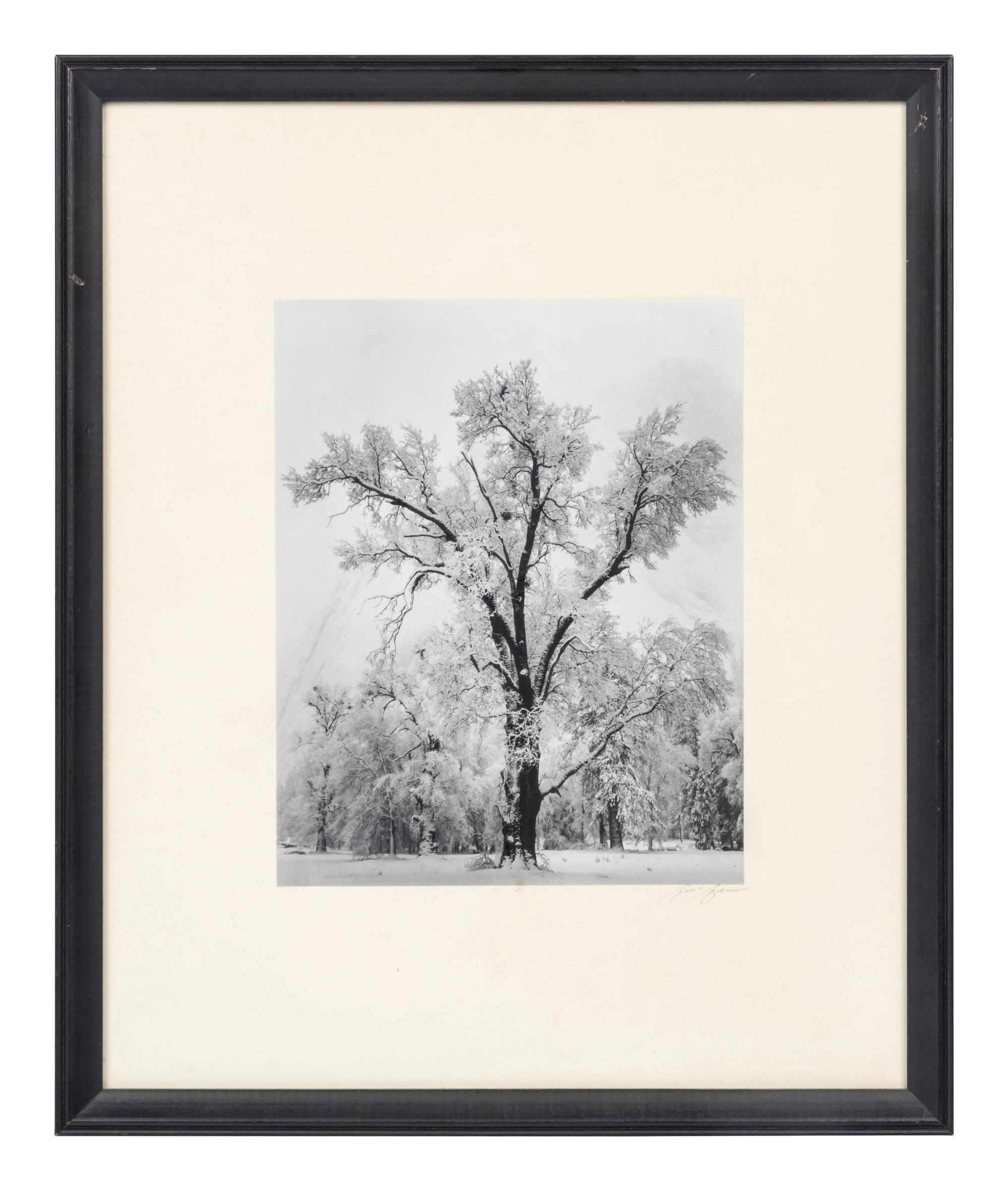 Ansel Adams (1902-1984) Oak Tree, Snow Storm, Yosemite, 1948