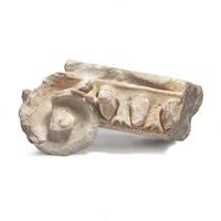 A Carved Sandstone Cornice Fragment and a Carved Marble Capital Fragment from the U.S. Capitol Building