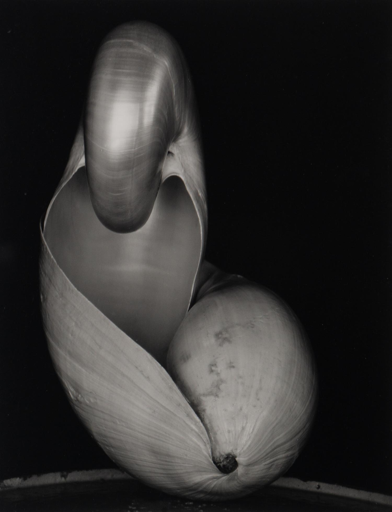 Shells, 1927