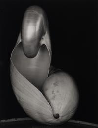 Shells, 1927