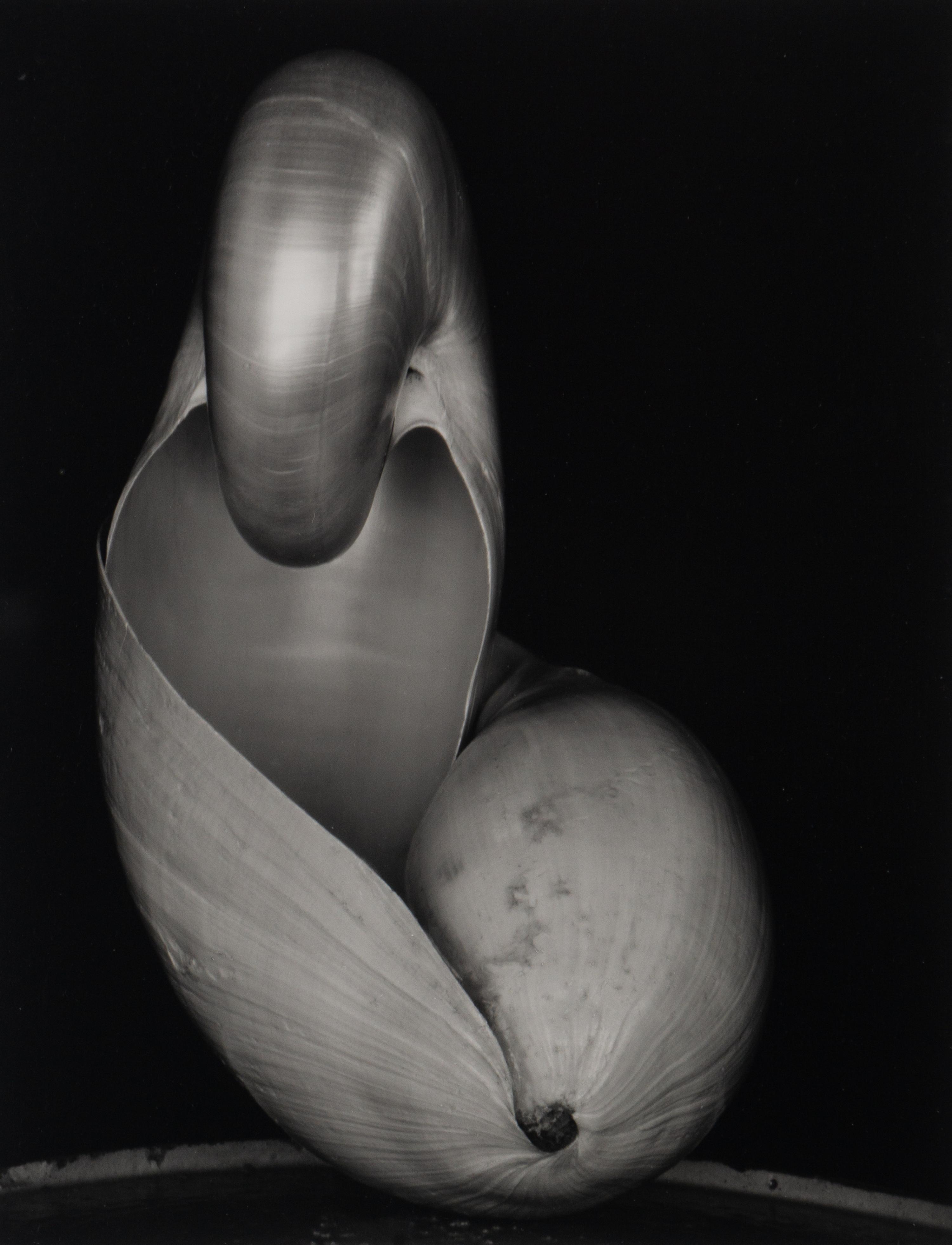 Shells, 1927