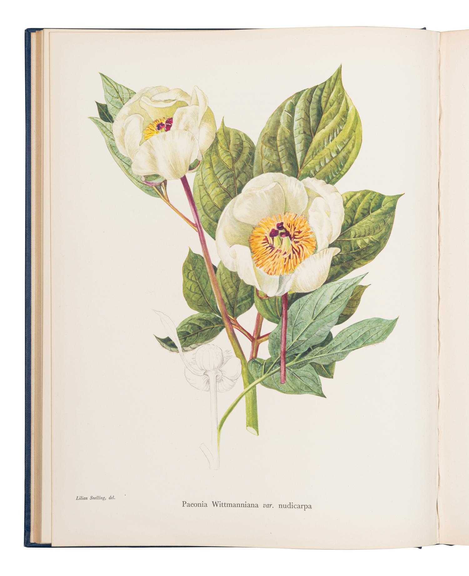 [FLOWERING PLANTS]. A group of 10 works, including: