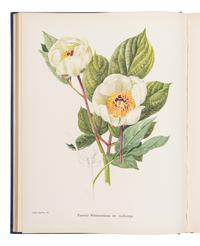 [FLOWERING PLANTS]. A group of 10 works, including: