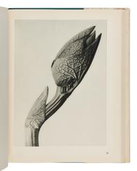 [Photography] Blossfeldt, Karl. Urformen der Kunst [ Art Forms in Nature ]