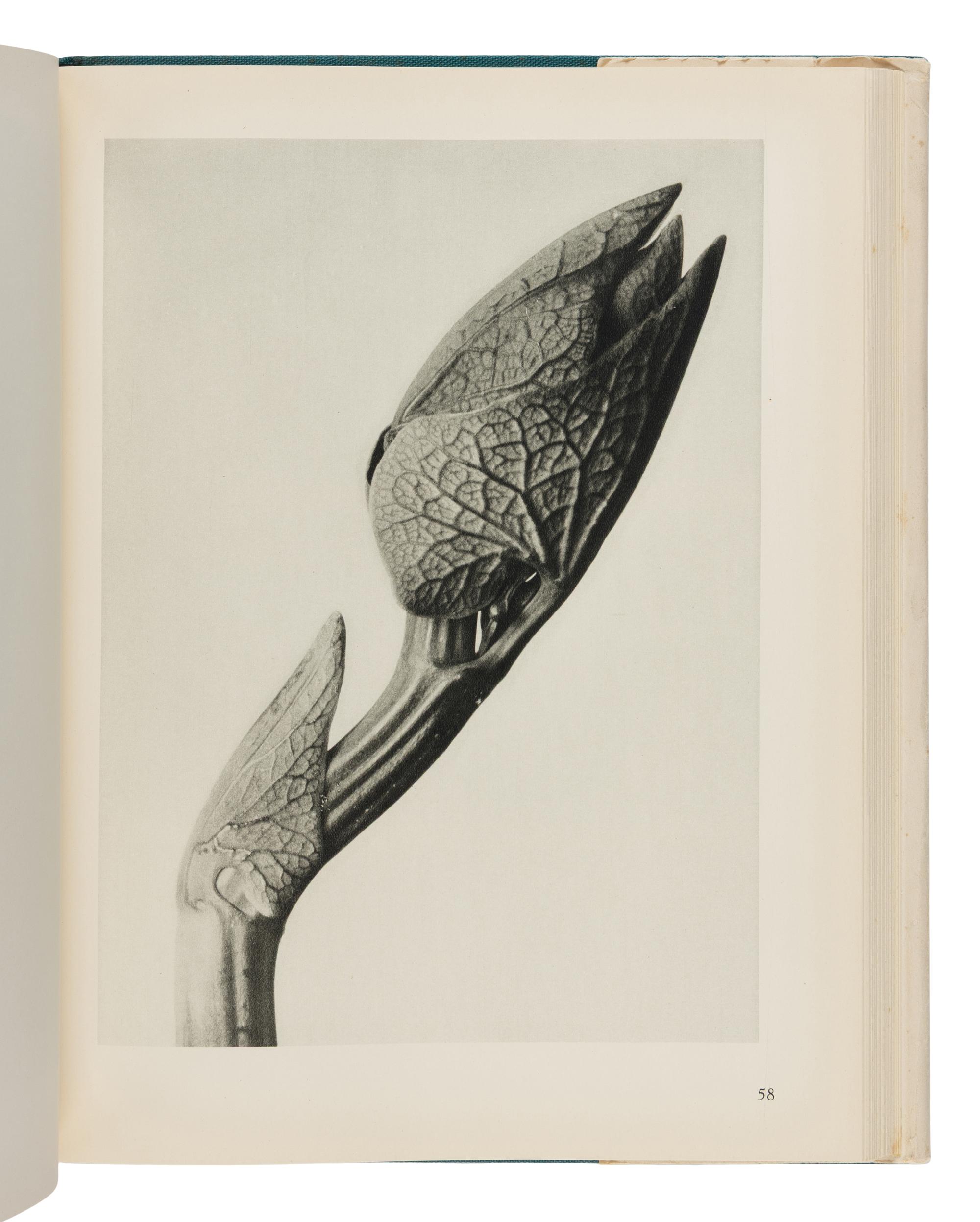 [Photography] Blossfeldt, Karl. Urformen der Kunst [ Art Forms in Nature ]