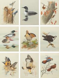 Group of Nine Works, American Bird Series, 1988