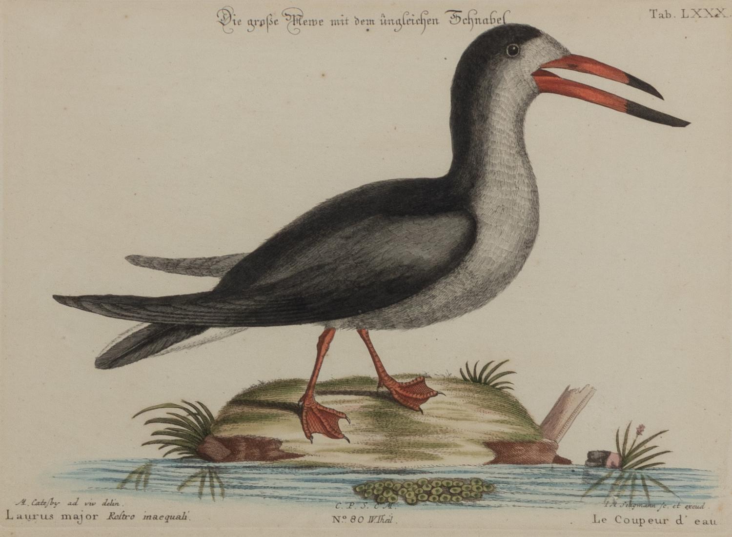 A Set of Four Bird Prints