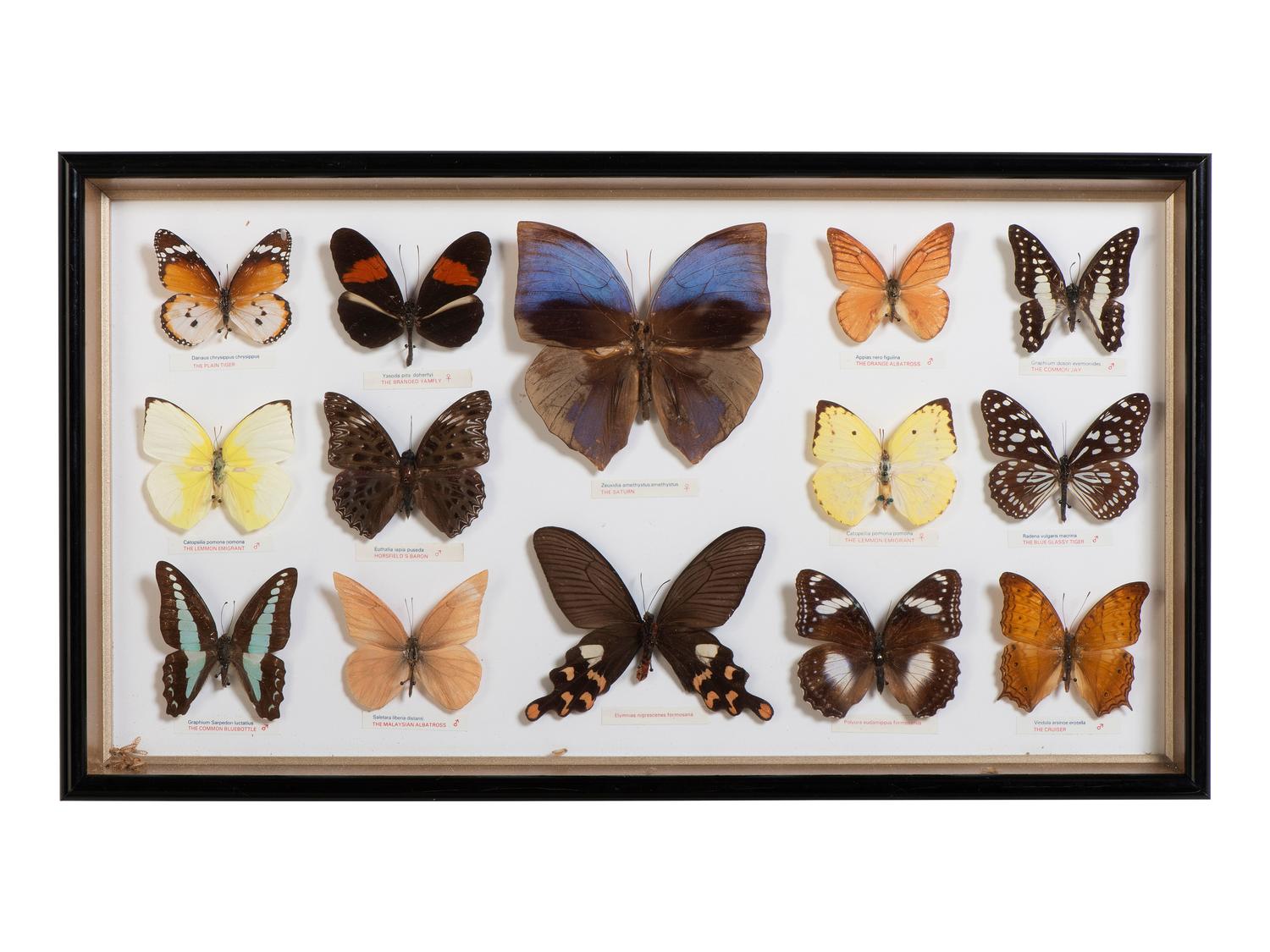 Five Framed Groups of Lepidopterological Specimens