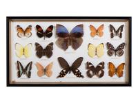 Five Framed Groups of Lepidopterological Specimens