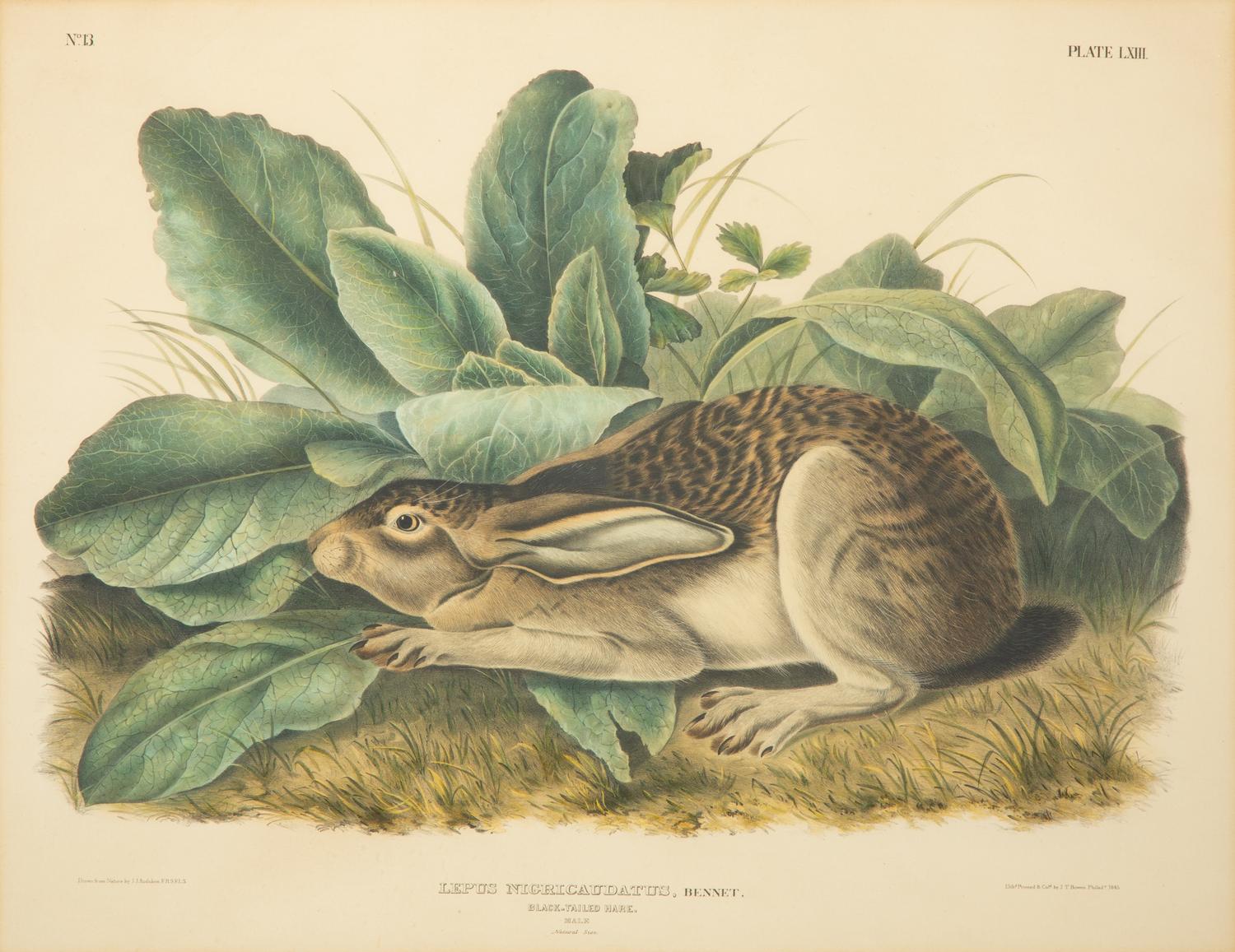 Lepus Americanus , Lepus Aquaticus , Lepus Nigricaudatus , and Lepus Palustris (Four Works)