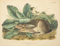 Lepus Americanus , Lepus Aquaticus , Lepus Nigricaudatus , and Lepus Palustris (Four Works)