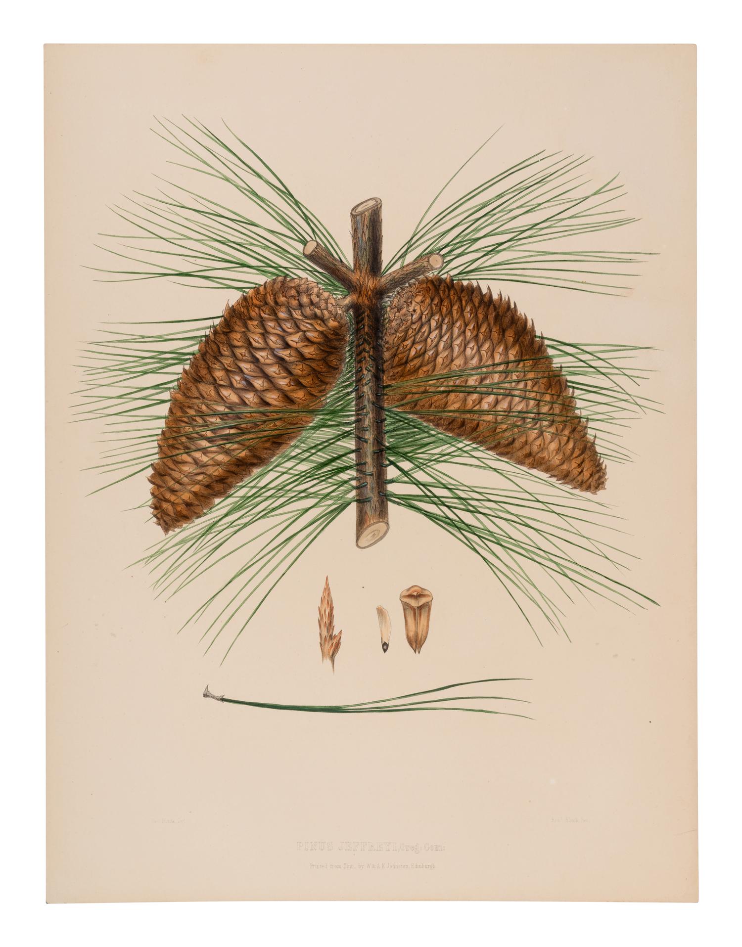 [RAVENSCROFT, Edward James (1816-1890)]. The Pinetum Britannicum. A Descriptive Account of Hardy Coniferous Trees cultivated in Great Britain . Edinburgh and London: Private Press of Peter Lawson & Son, [1863]-1884.