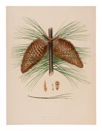 [RAVENSCROFT, Edward James (1816-1890)]. The Pinetum Britannicum. A Descriptive Account of Hardy Coniferous Trees cultivated in Great Britain . Edinburgh and London: Private Press of Peter Lawson & Son, [1863]-1884.
