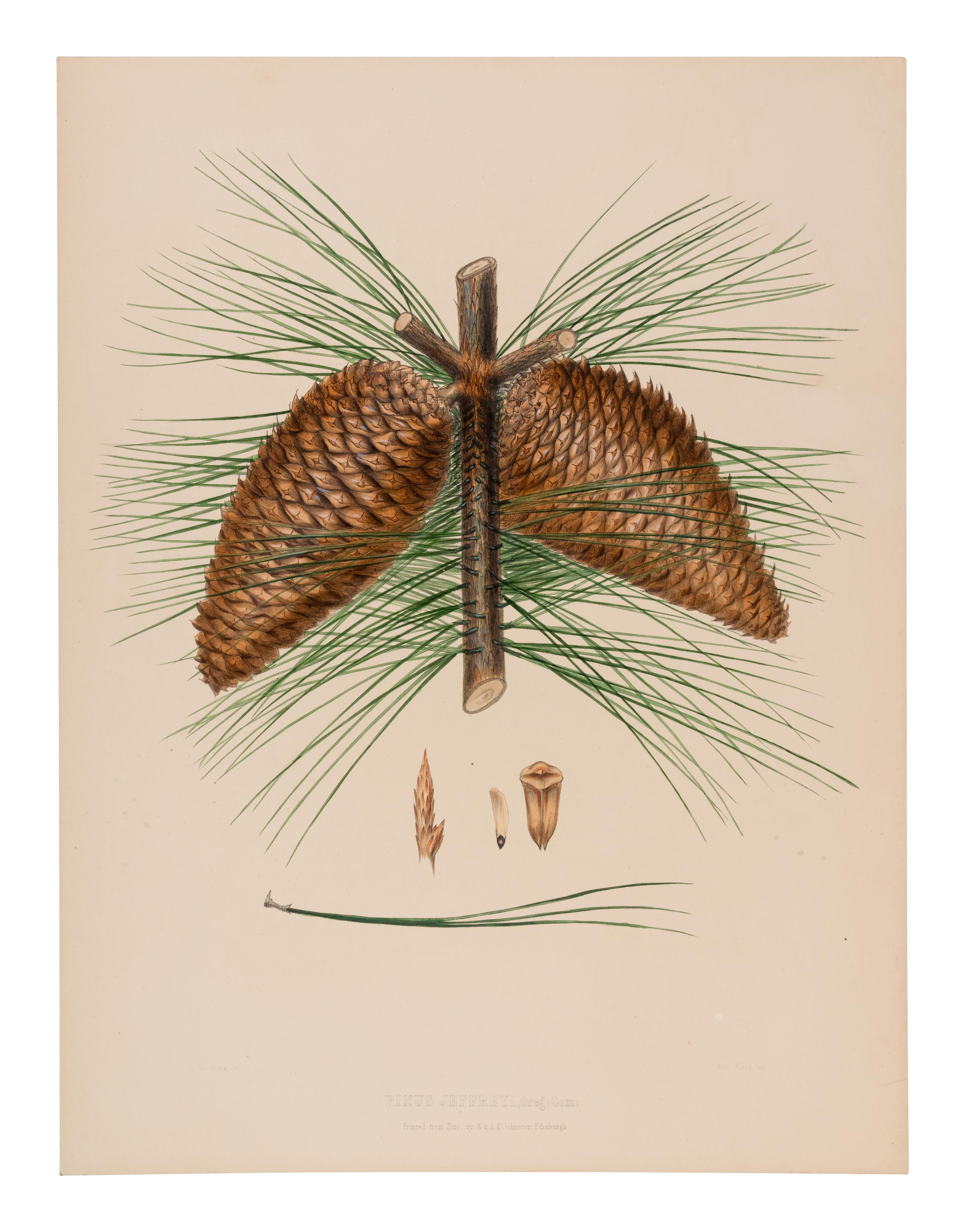 [RAVENSCROFT, Edward James (1816-1890)]. The Pinetum Britannicum. A Descriptive Account of Hardy Coniferous Trees cultivated in Great Britain . Edinburgh and London: Private Press of Peter Lawson & Son, [1863]-1884.