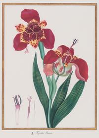 A Set of Eight Framed Botanical Prints