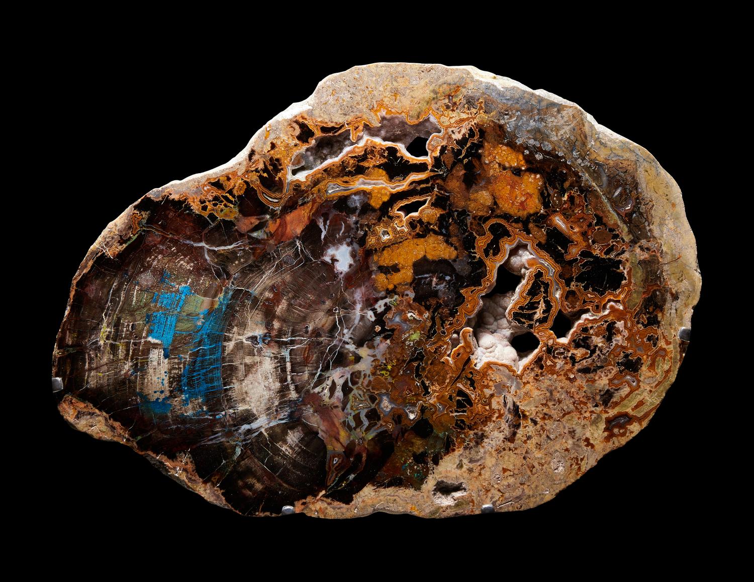 Fossilized Collawood