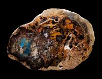 Fossilized Collawood