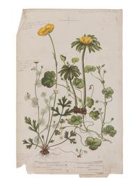 [NATURAL HISTORY]. KIRBY, William Forsell (1844-1912), et al. Lloyd’s Natural History... London: Edward Lloyd, 1896-97.