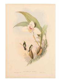 [NATURAL HISTORY]. GOULD, John (1804-1881). A group of 33 folio size plates of various birds. London, 1833-1883.