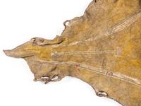 Early Southern Plains Painted Buffalo Hide Robe, Likely Comanche
