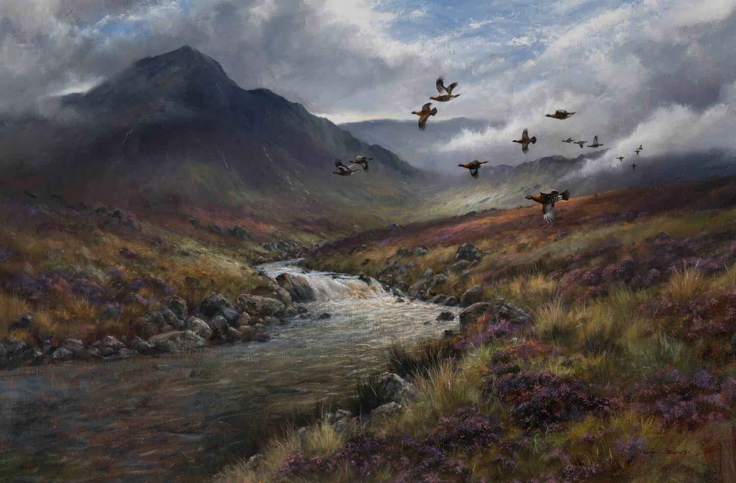 Red Grouse, Glen Etive