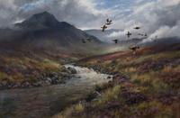 Red Grouse, Glen Etive