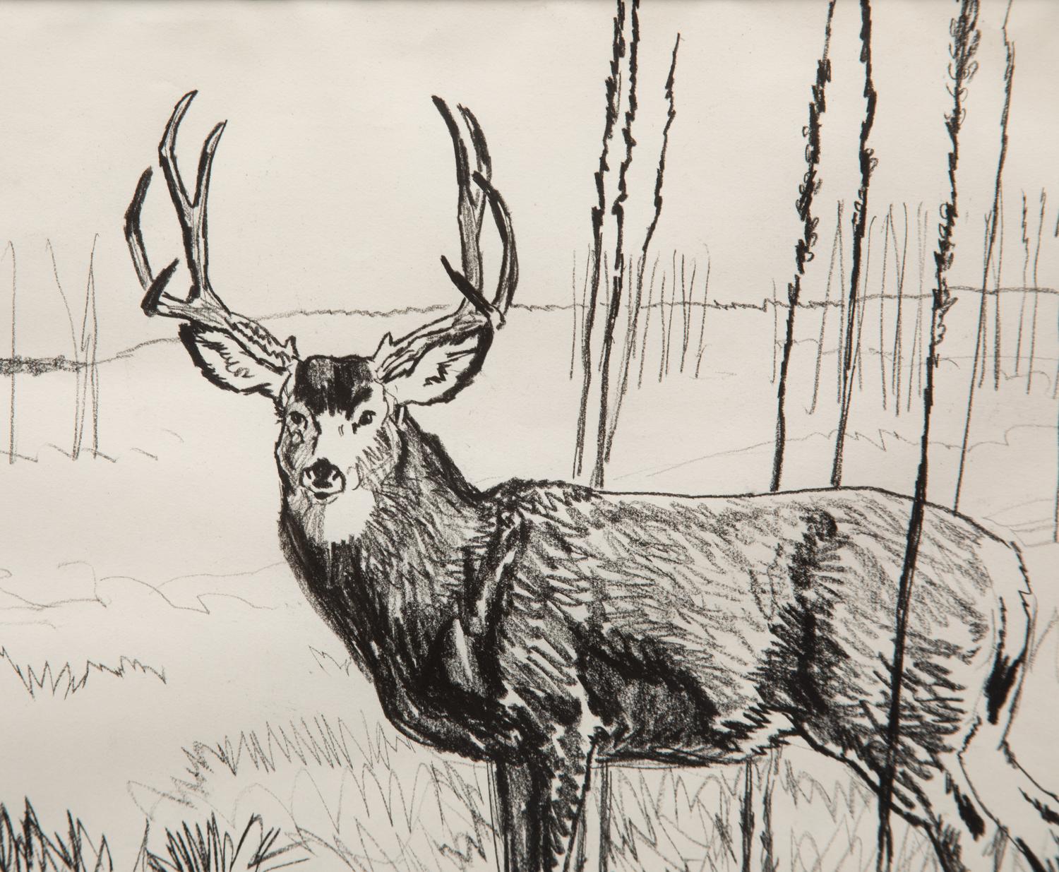 Buck in Willows