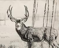 Buck in Willows