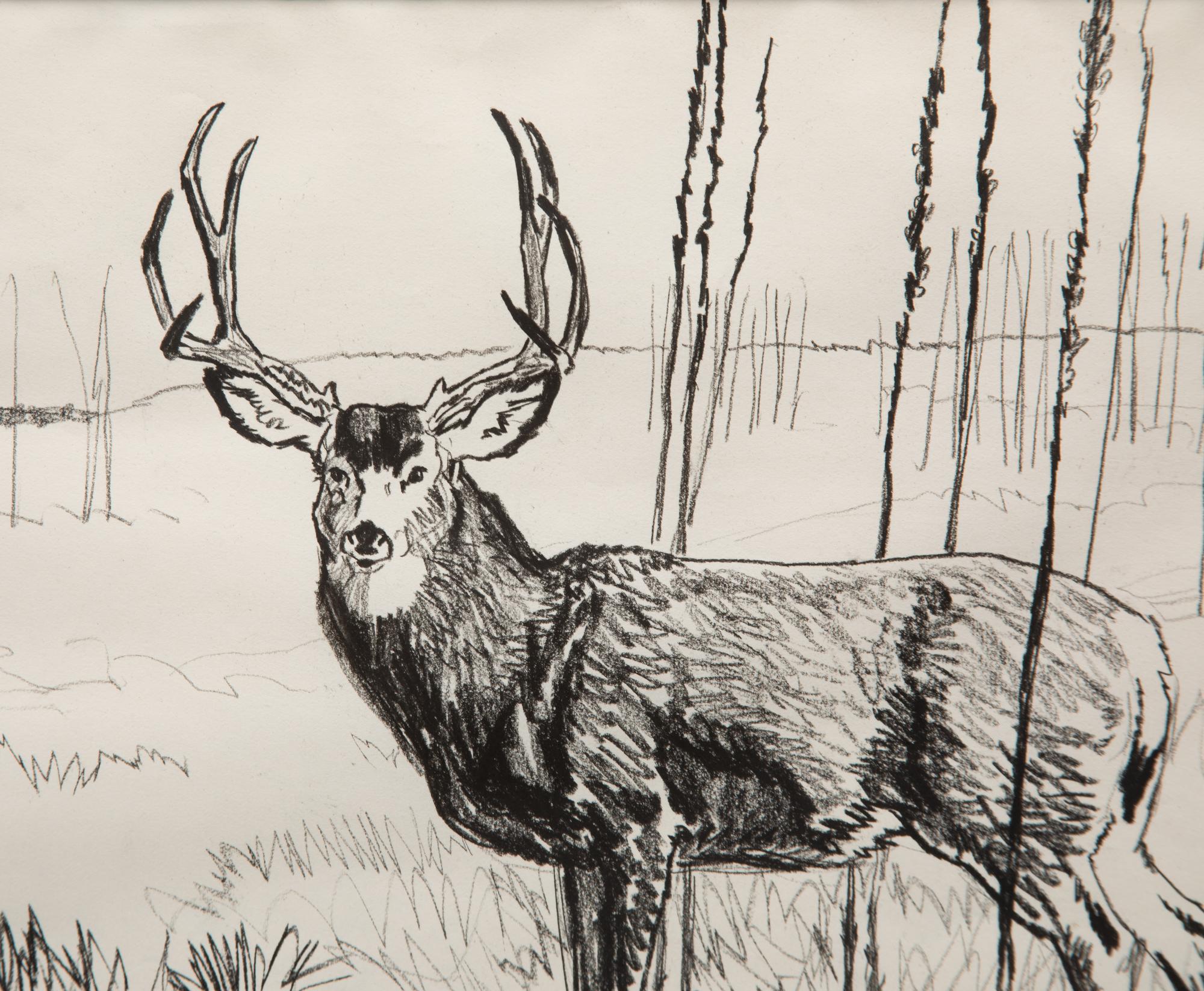 Buck in Willows