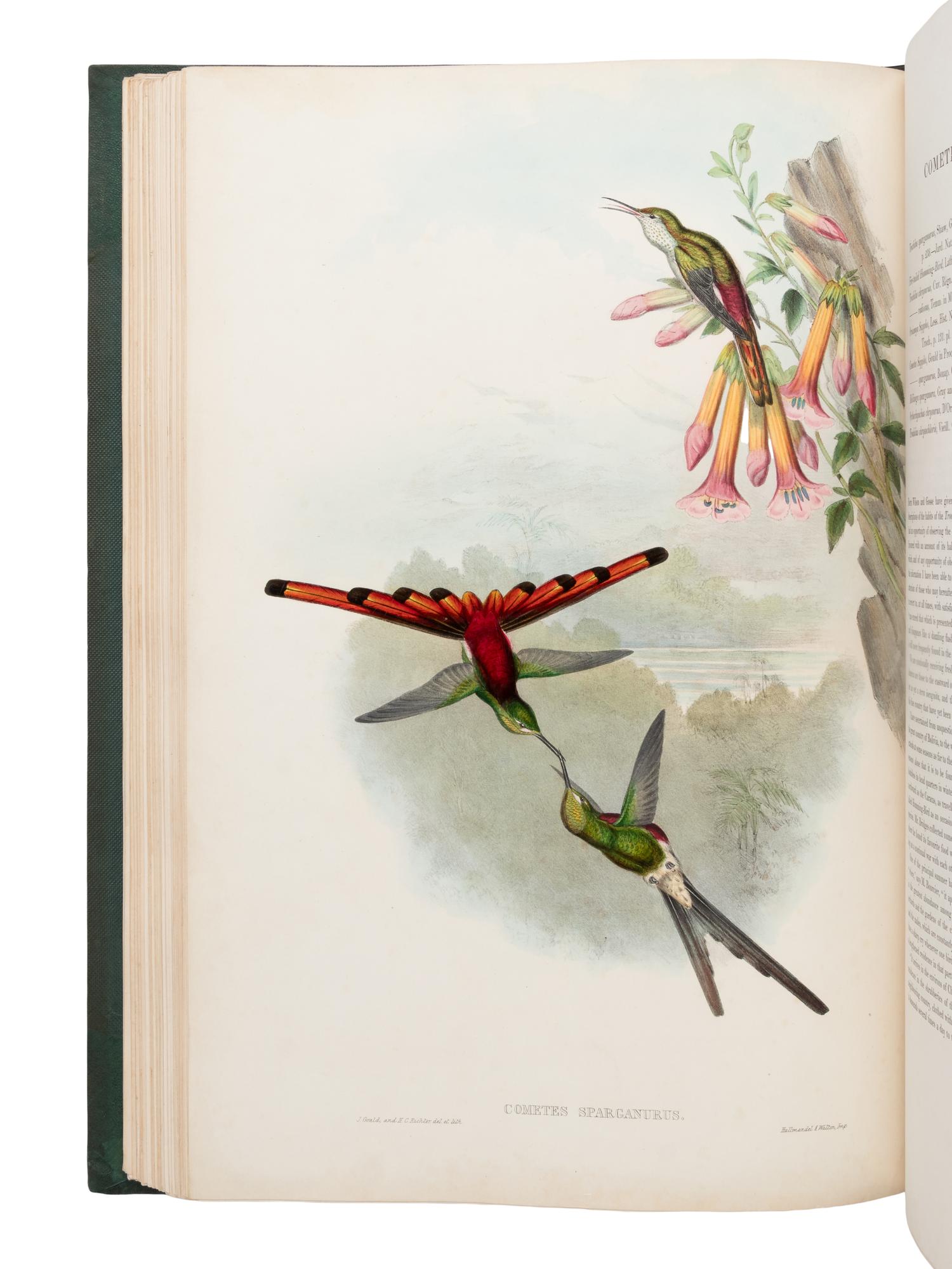 [NATURAL HISTORY]. GOULD, John (1804-1881). A Monograph of the Trochilidae, or Family of Humming-Birds . London: Taylor and Francis for the Author, [1849-] 1861.