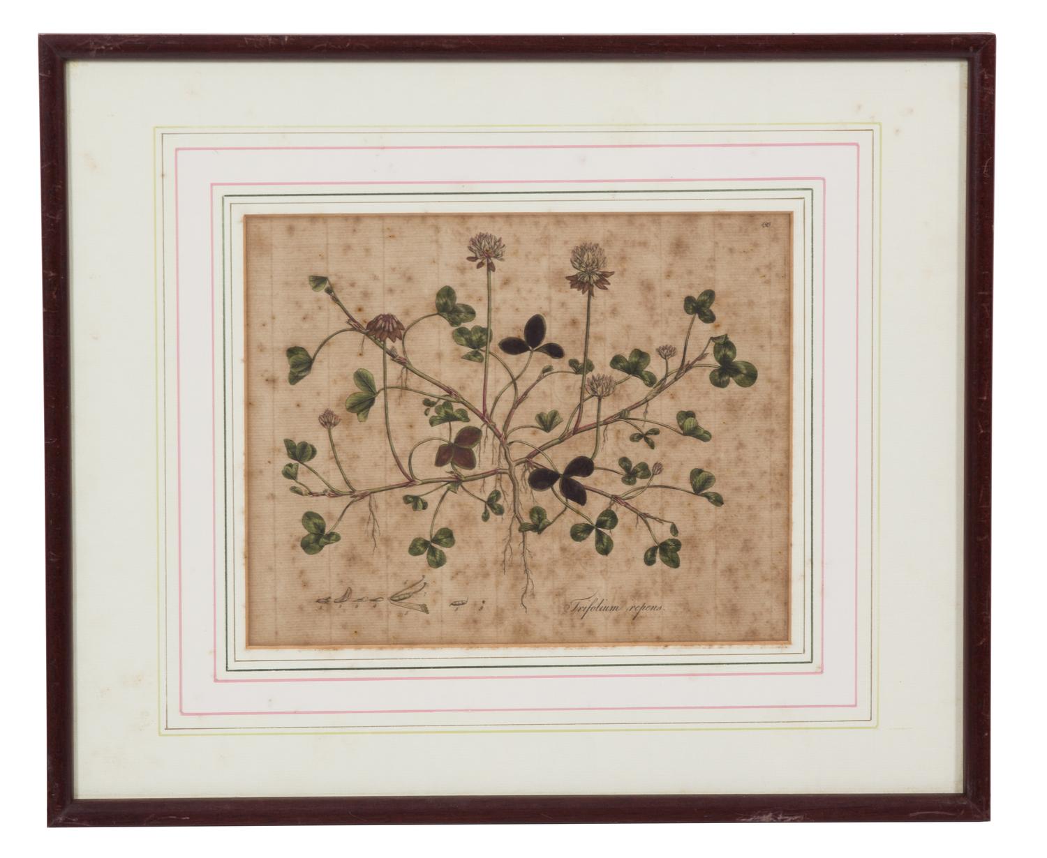 A Collection of Twelve Botanical Engravings Largest framed dimensions 27 x 9 inches. — 19TH/20TH CENTURY