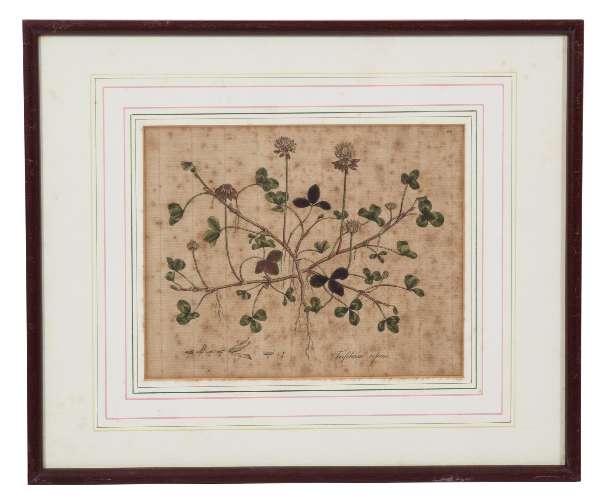 A Collection of Twelve Botanical Engravings Largest framed dimensions 27 x 9 inches. — 19TH/20TH CENTURY