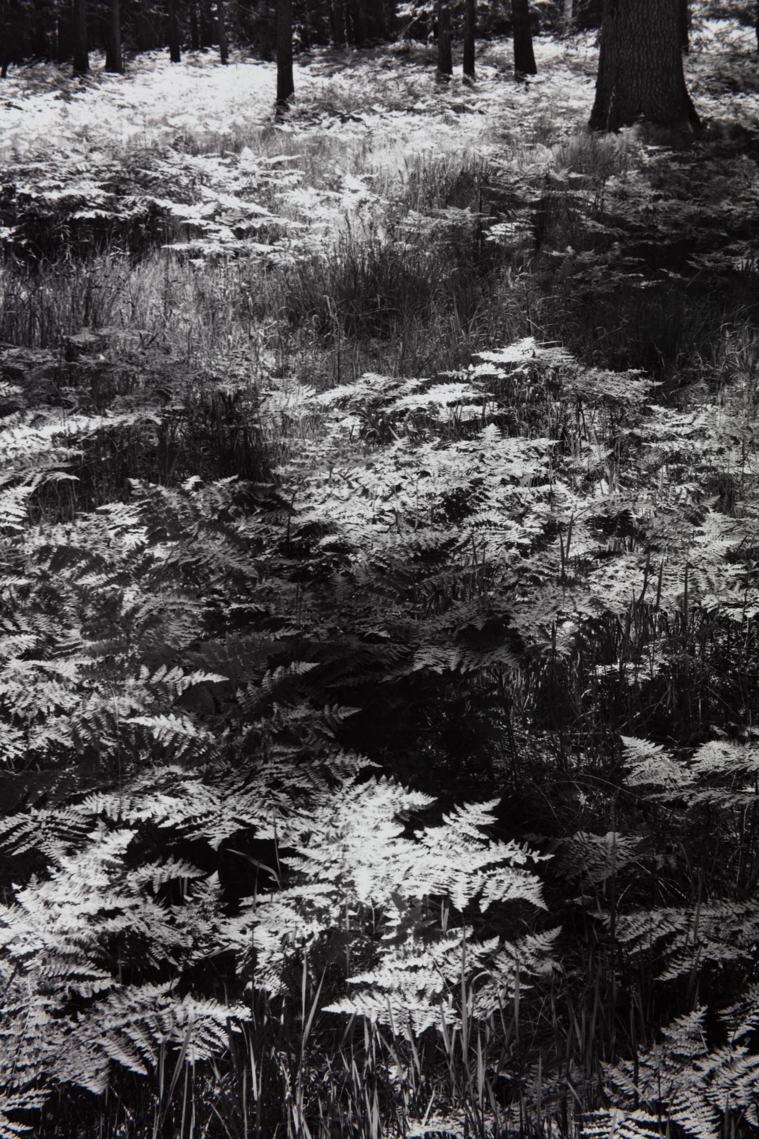 Ansel Adams (1902-1984) Ferns, Valley Floor, Yosemite, 1945