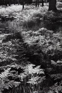 Ansel Adams (1902-1984) Ferns, Valley Floor, Yosemite, 1945