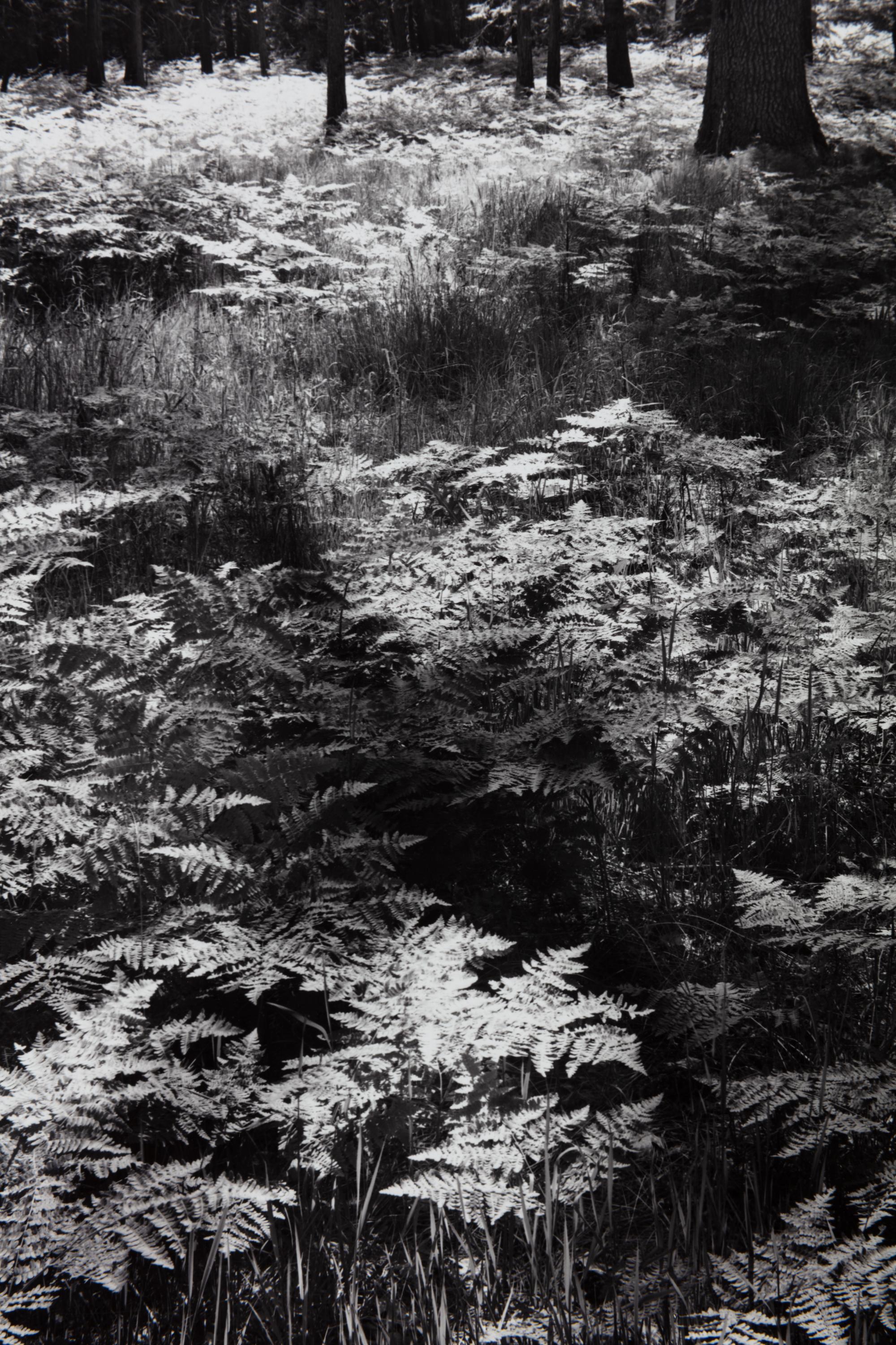 Ansel Adams (1902-1984) Ferns, Valley Floor, Yosemite, 1945