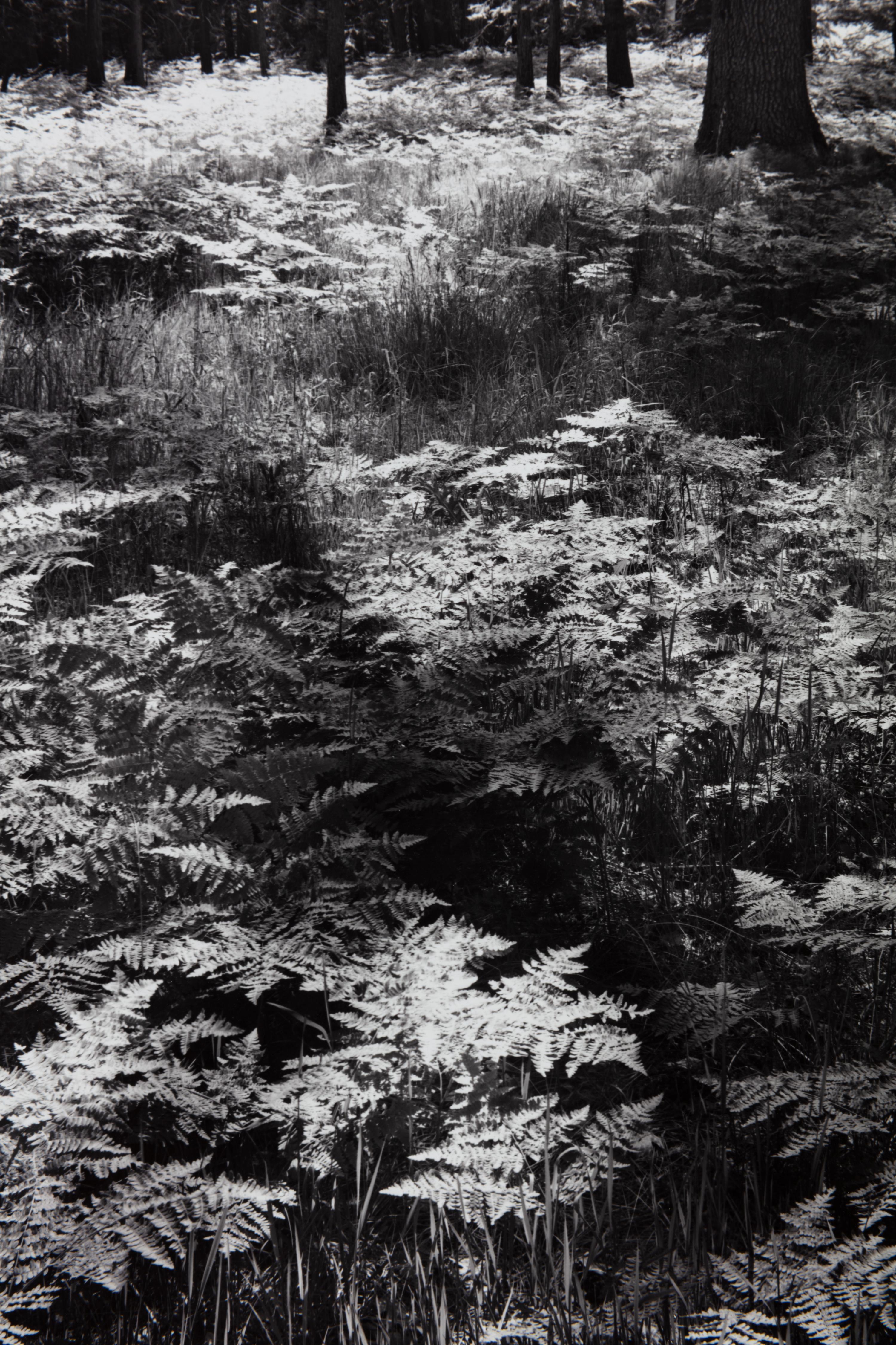 Ansel Adams (1902-1984) Ferns, Valley Floor, Yosemite, 1945