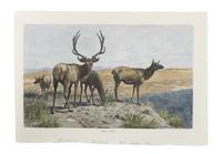Eight Hand Colored Animal Prints Height 7 1/2 x width 10 3/4 inches (largest) — LATE 19TH/EARLY 20TH CENTURY