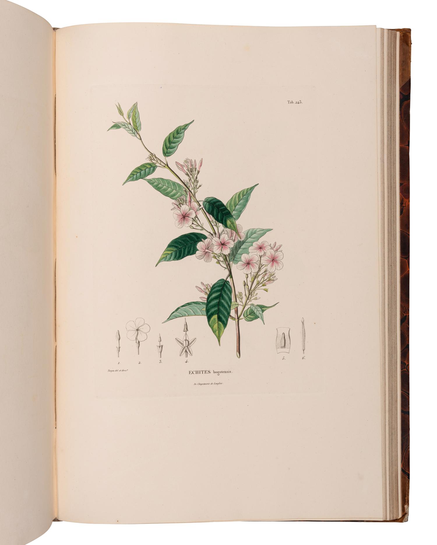 [EXPLORATION -- AMERICAS]. HUMBOLDT, Alexander von (1769-1859) and Aime J. A. BONPLAND (1773-1858). Voyage aus regions equinoctiales du nouveau continent . Part VI: Botanique. Nova genera et species plantarum... . Paris: Librairie Grecque-Latine-Allemande, 1818.