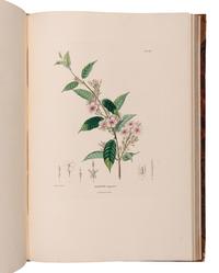 [EXPLORATION -- AMERICAS]. HUMBOLDT, Alexander von (1769-1859) and Aime J. A. BONPLAND (1773-1858). Voyage aus regions equinoctiales du nouveau continent . Part VI: Botanique. Nova genera et species plantarum... . Paris: Librairie Grecque-Latine-Allemande, 1818.