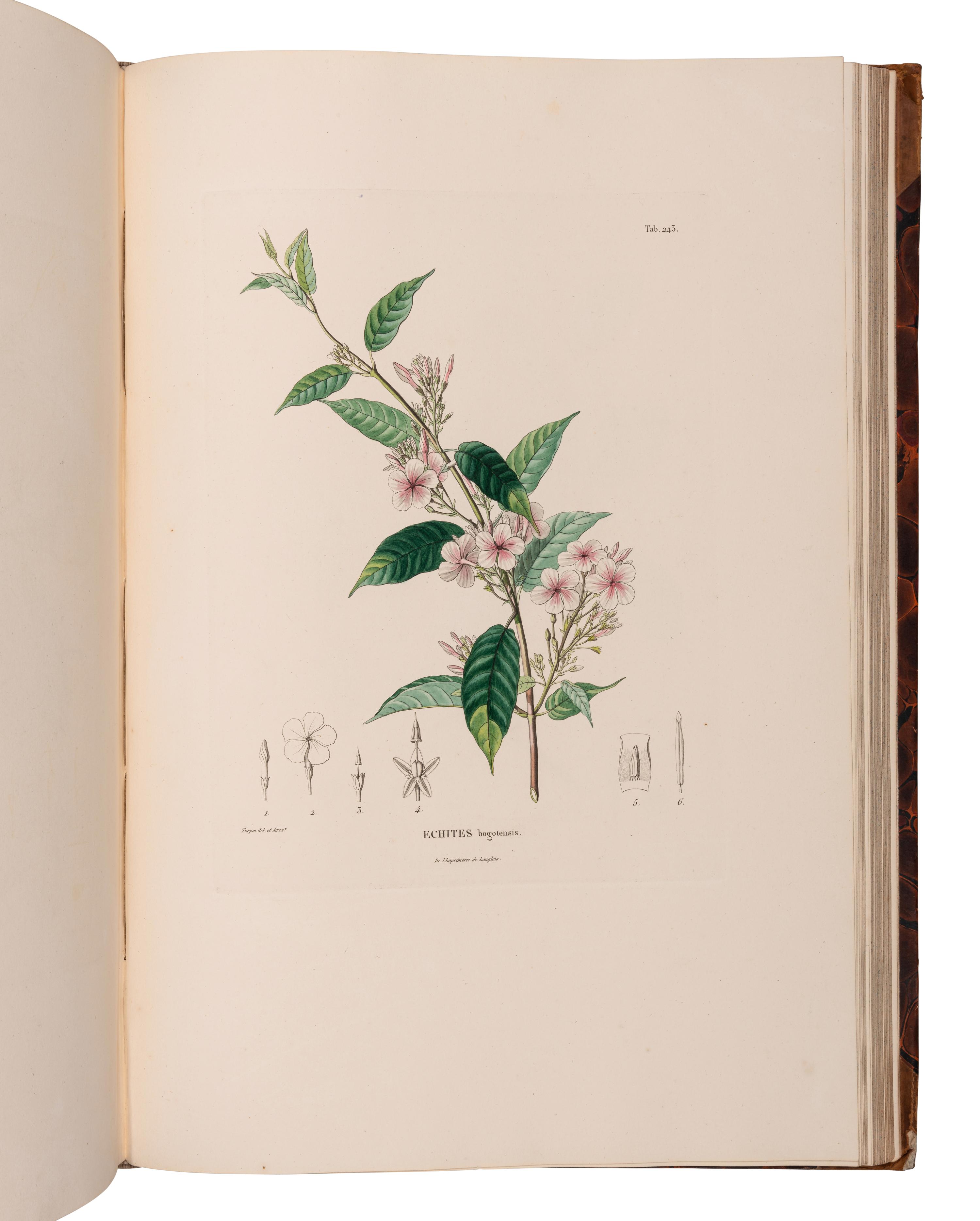 [EXPLORATION -- AMERICAS]. HUMBOLDT, Alexander von (1769-1859) and Aime J. A. BONPLAND (1773-1858). Voyage aus regions equinoctiales du nouveau continent . Part VI: Botanique. Nova genera et species plantarum... . Paris: Librairie Grecque-Latine-Allemande, 1818.