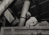 Taking the cotton from the truck into the gin through large metal suction tube. Hopson Plantation. Clarksdale, Miss, 1939