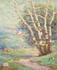 Birch Trees