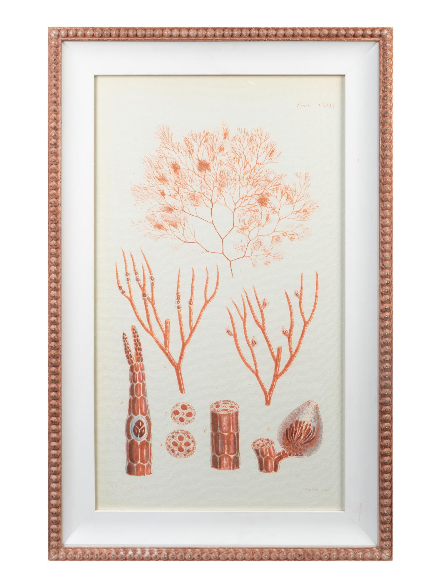 A Set of Three Framed Decorative Prints of Coral — 20TH CENTURY