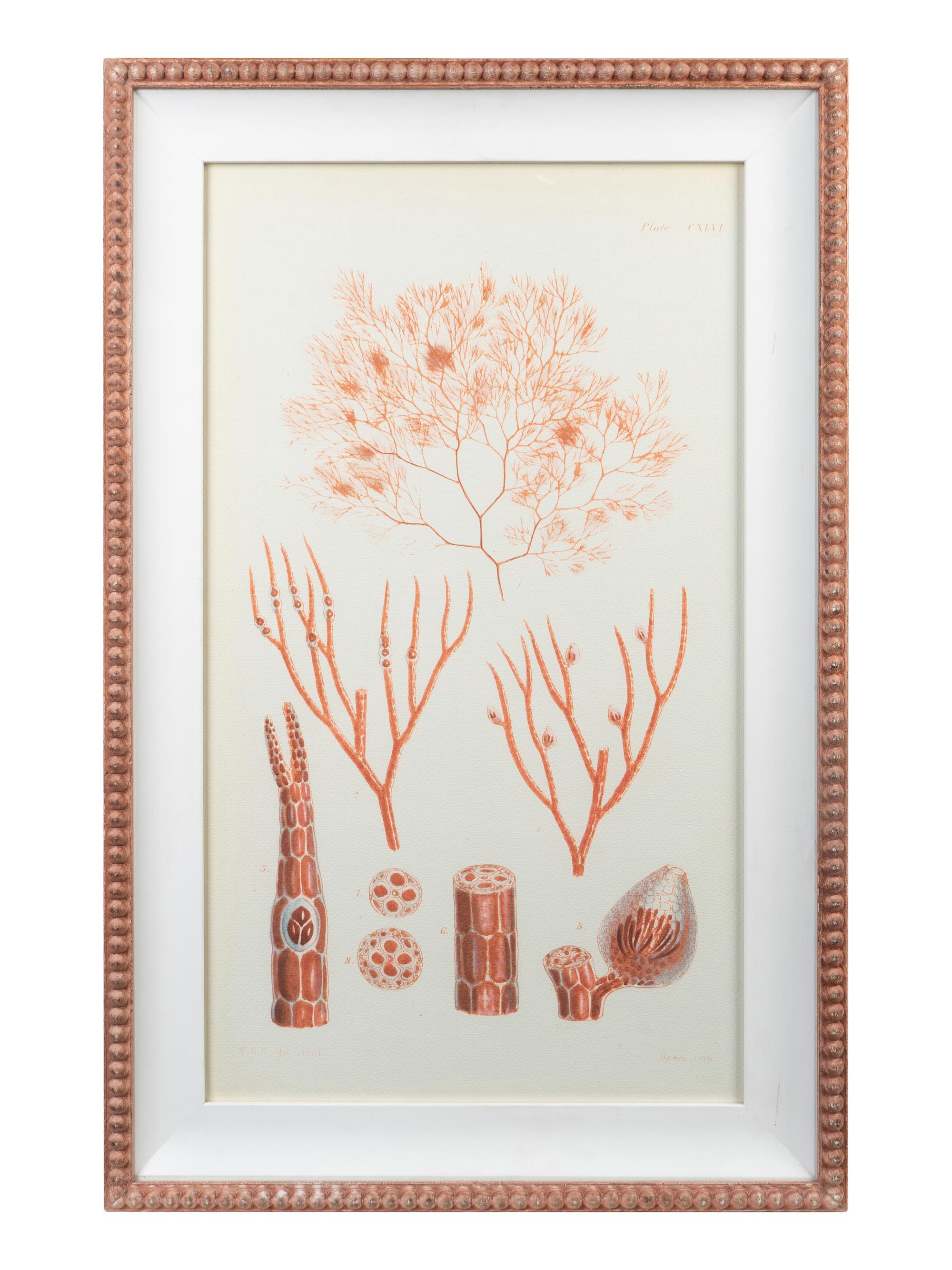A Set of Three Framed Decorative Prints of Coral — 20TH CENTURY